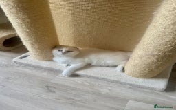 Scottish Fold cats for sale: Scottish Kittens – Fold & Straight – Ready Now - Image 32