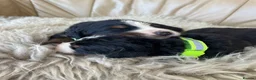 Bernese Mountain Dog dogs for sale: Stunning boys and girls - Advert 13
