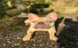 French Bulldog dogs for sale: Beautiful cream boy for re home 🩵 - Image 4