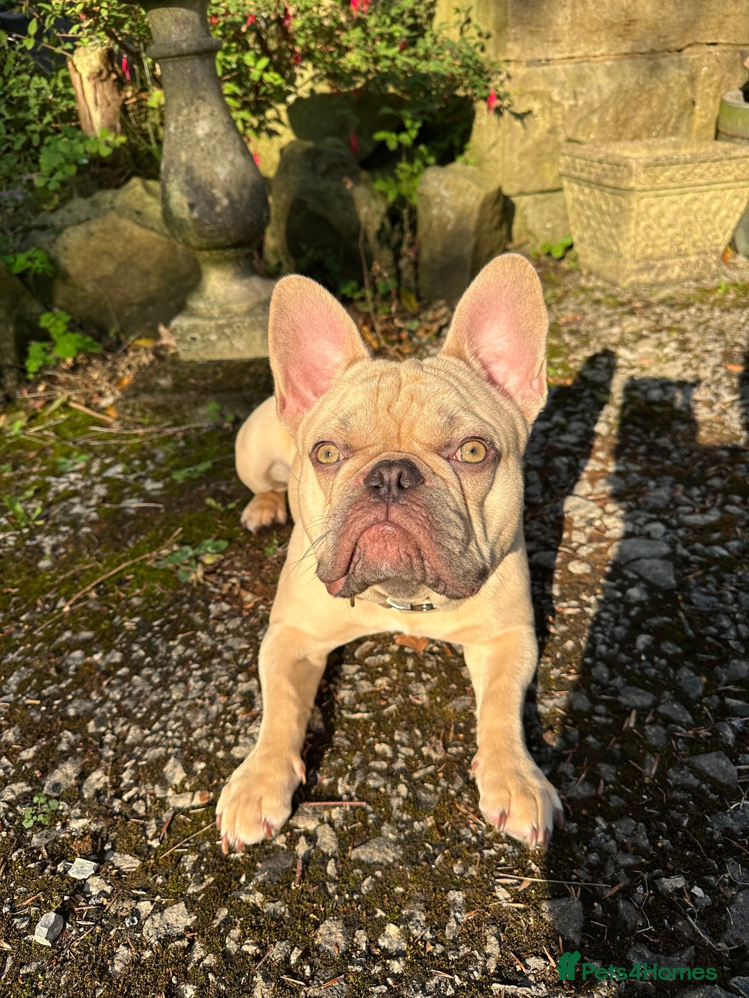 French Bulldog dogs for sale: Beautiful cream boy for re home 🩵 - Image 4