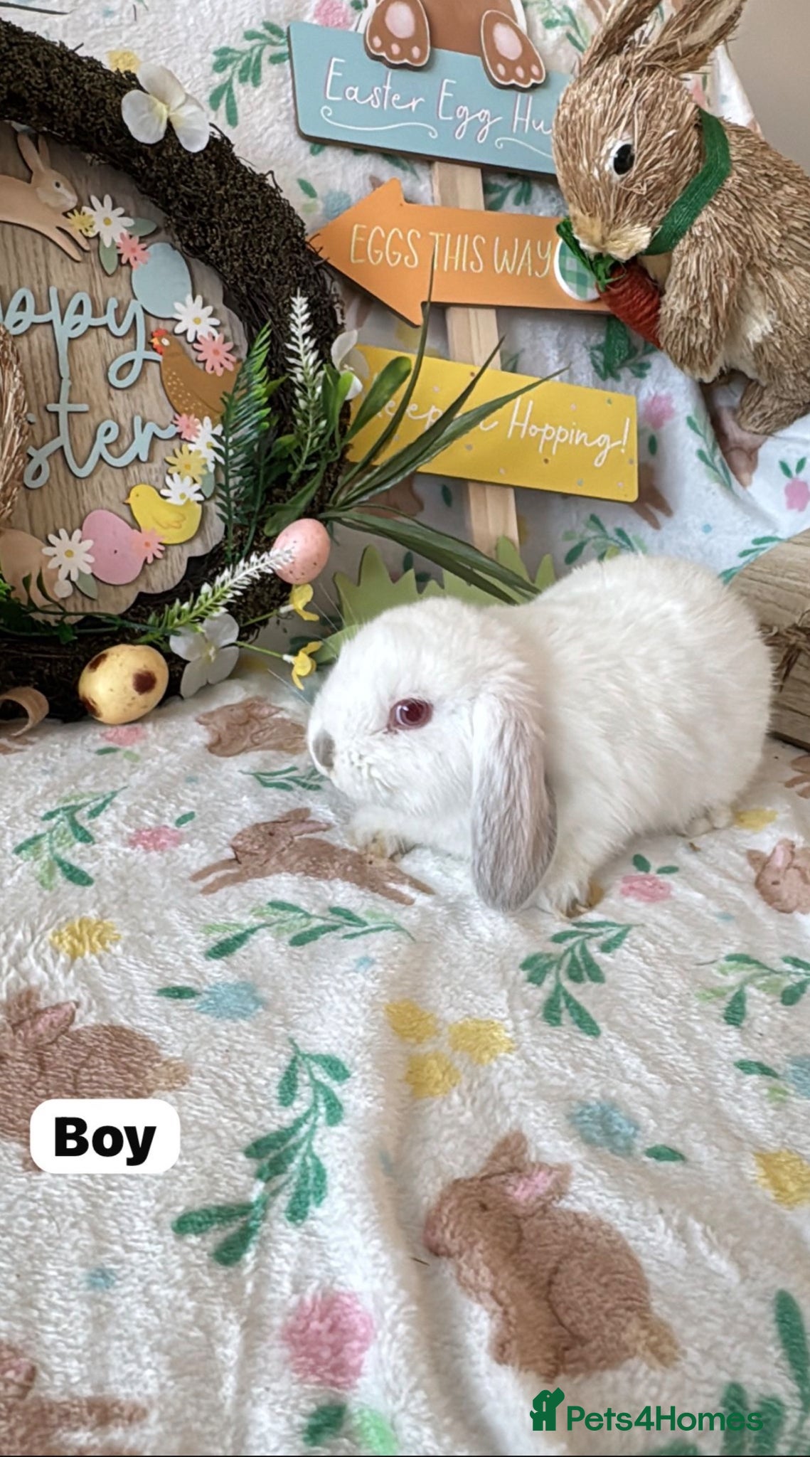 Mini Lop rabbits ✨ Mini Lop Baby Bunnies ✨  - Advert 2