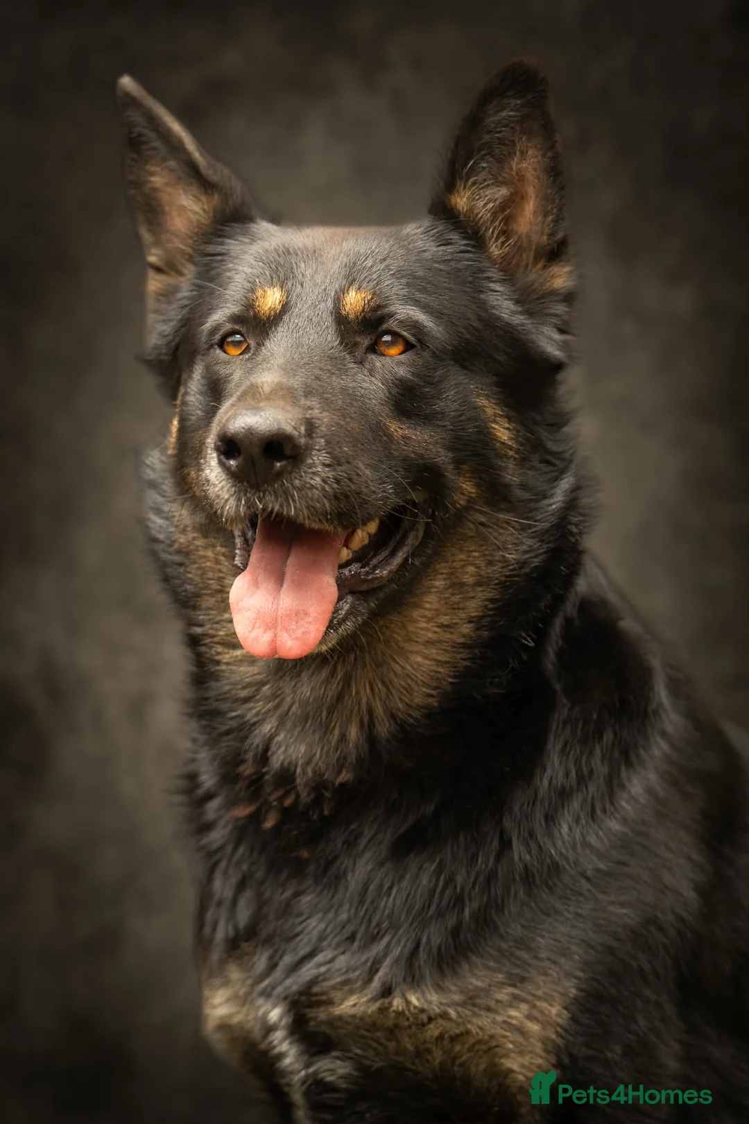German Shepherd dogs for sale: Gorgeous German shepherd babies  - Advert 2