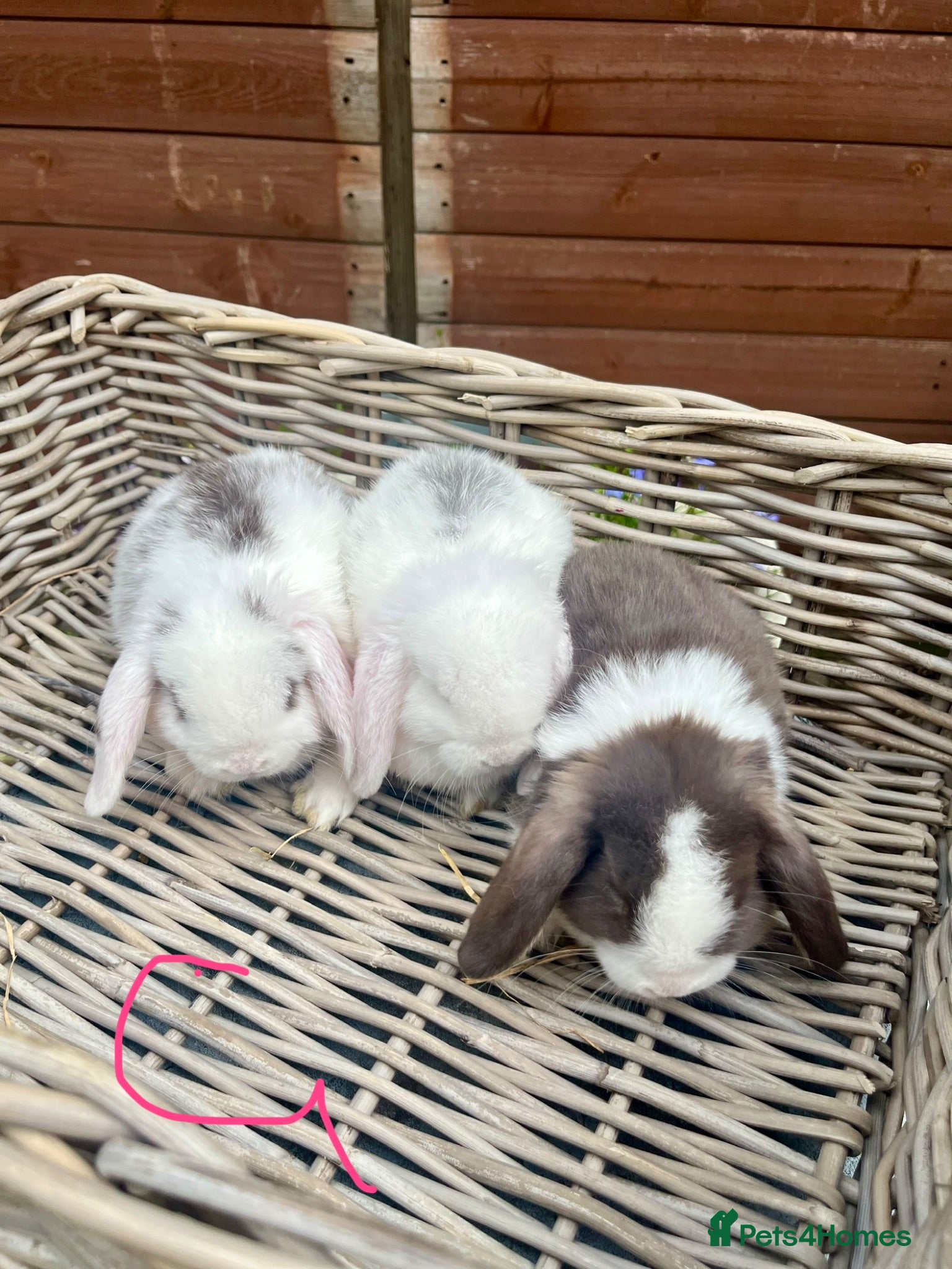 Mini Lop rabbits Mixed litter of adorable mini lops  - Advert 6