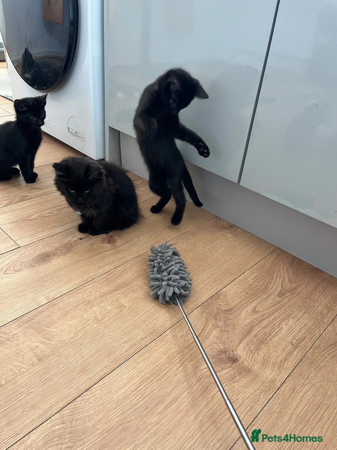Mixed Breed cats for sale: 3 girls are looking for a home - Advert 1