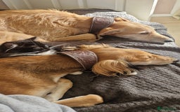 Saluki dogs for sale: 3 year old saluki girl - Image 2