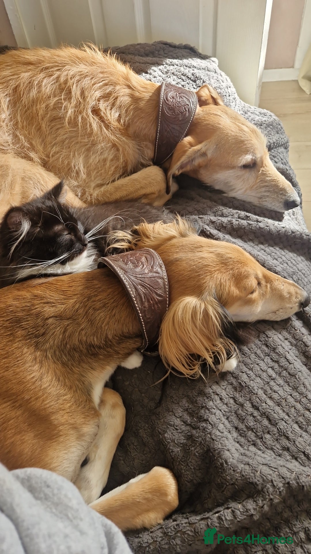 Saluki dogs for sale: 3 year old saluki girl - Image 2