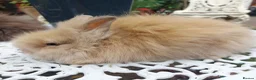 Lionhead rabbits for sale: PUREBRED DOUBLE/TEDDY LION HEAD BABIES  - Advert 8
