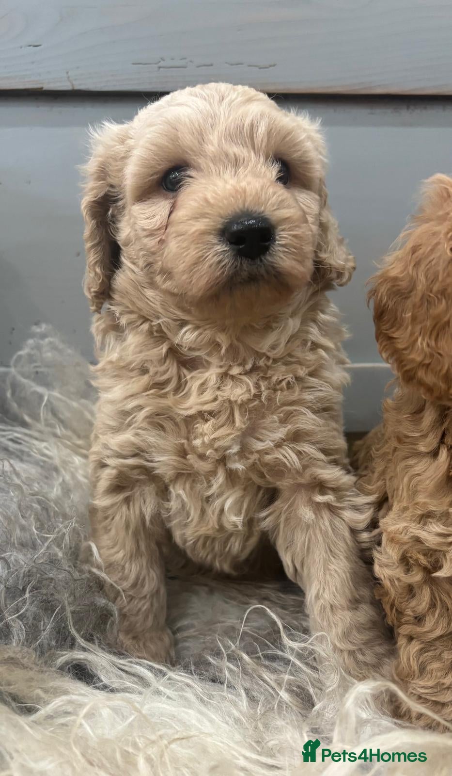 Cavapoochon dogs Beautiful Cavapoochon Puppies - Advert 2