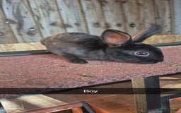Rex rabbits for sale: 10 week old baby rex rabbits - Image 3