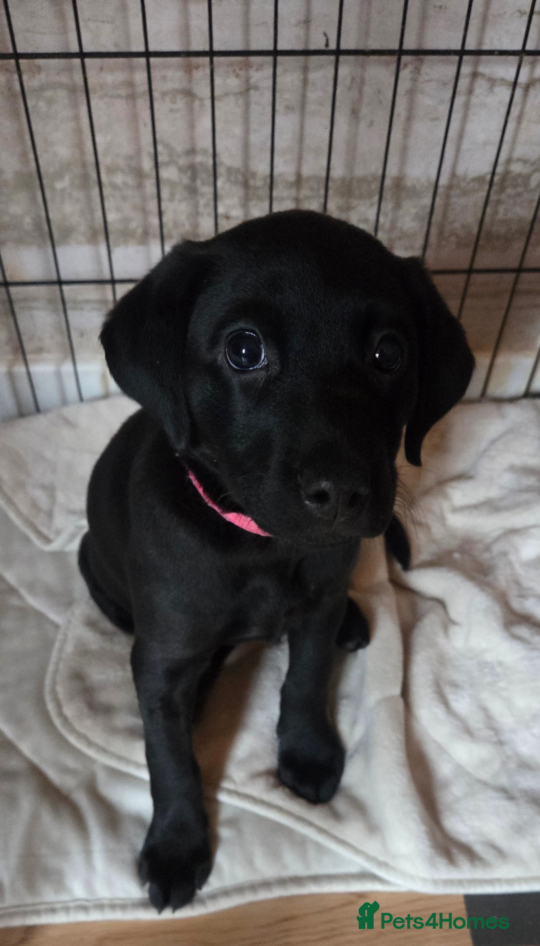 Labrador Retriever dogs 1 BLACK GORGEOUS GIRL LEFT - KC REG LABRADORS - Advert 12