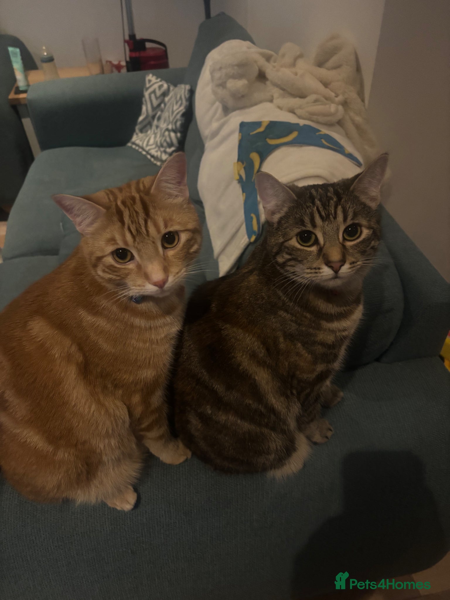 Domestic Shorthair cats 2 domestic shorthair cats male and female - Advert 2