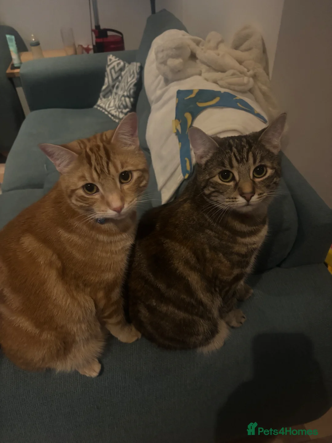 Domestic Shorthair cats for sale: 2 domestic shorthair cats male and female - Advert 1