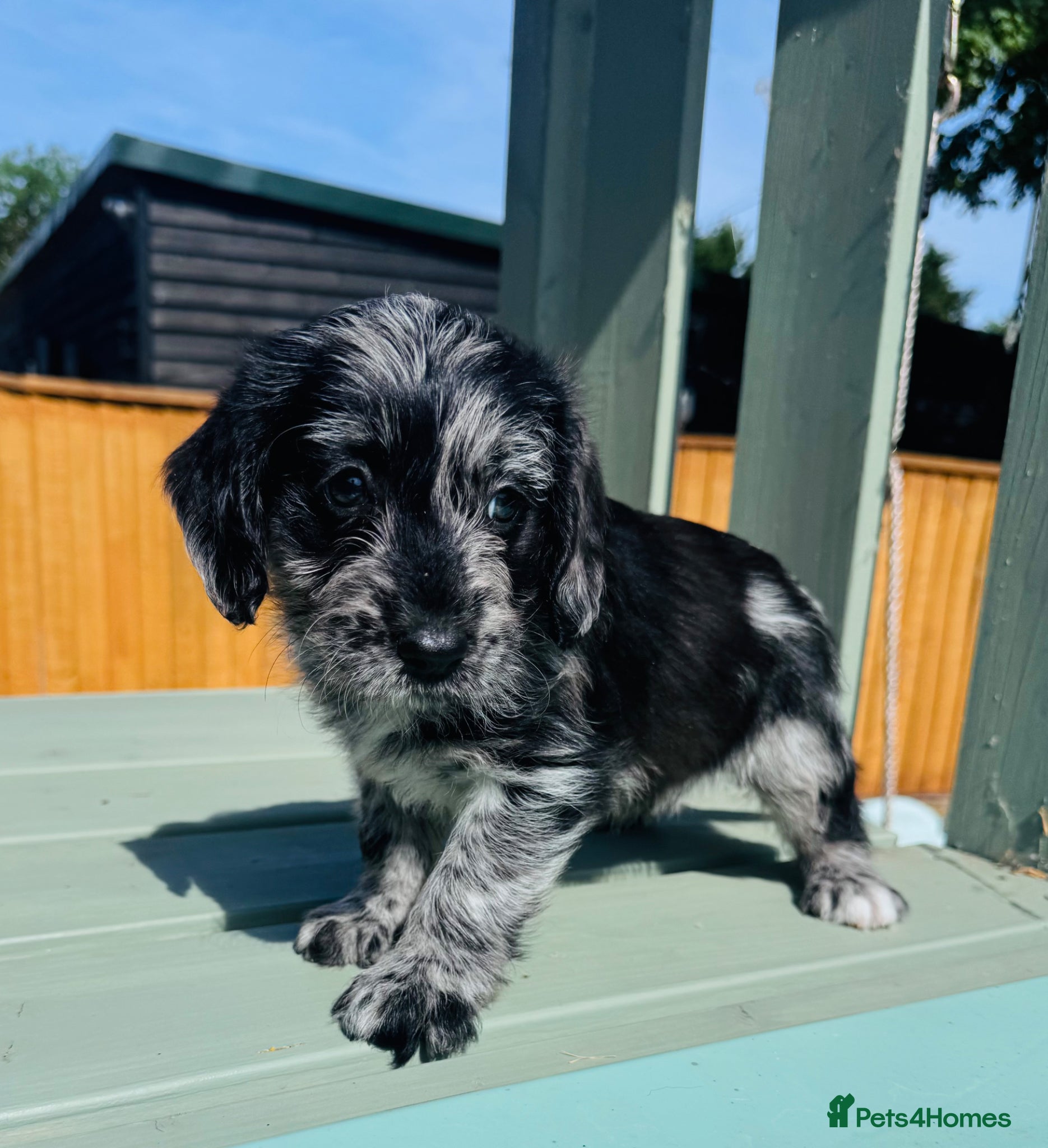 Labradoodle dogs Beautiful Merle Labradoodle Babies 🐾🐾🐾 - Advert 1
