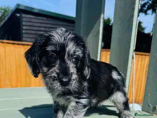 Labradoodle dogs for sale: Beautiful Merle Labradoodle Babies 🐾🐾🐾 - Advert 2