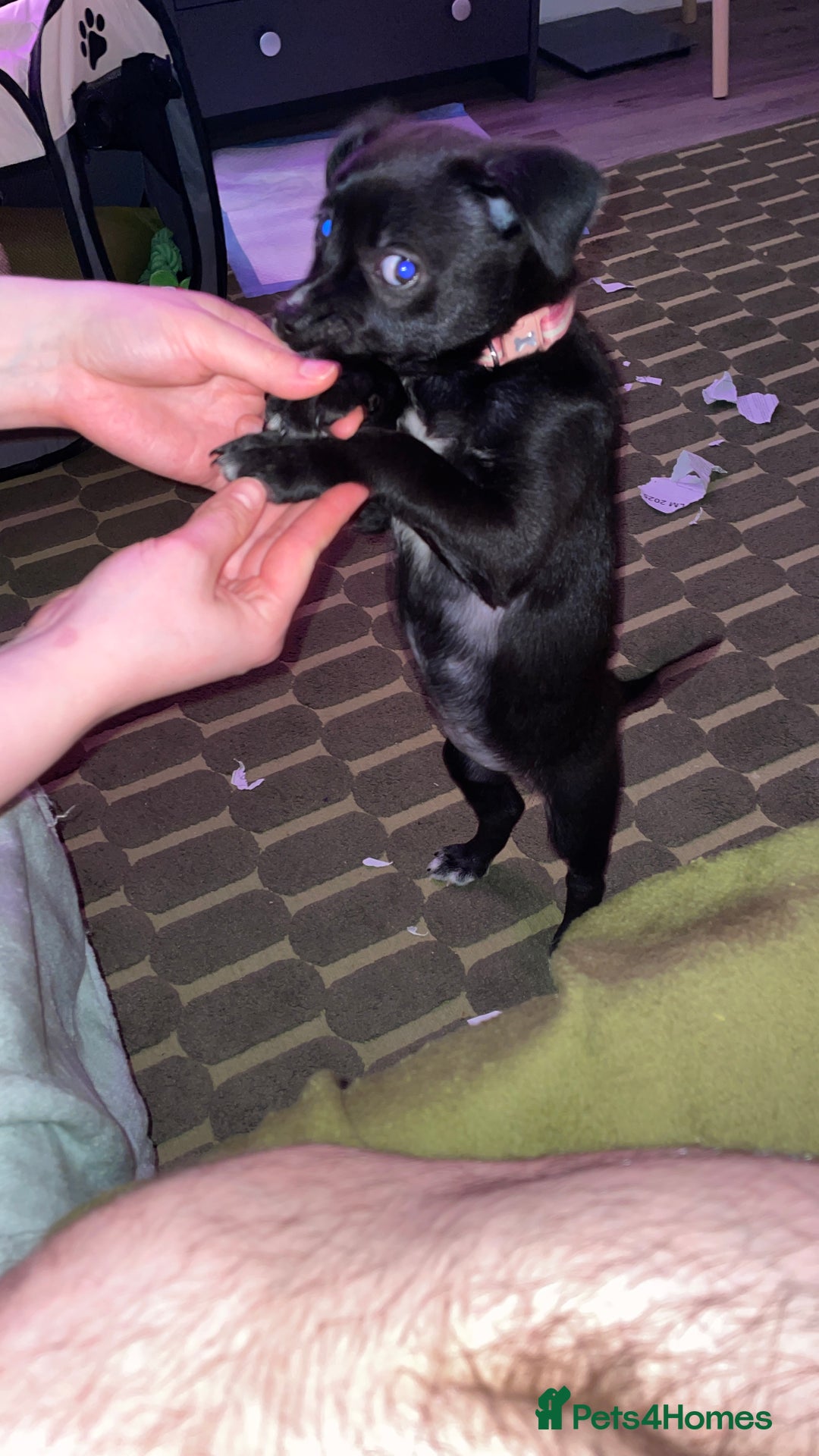 Mixed Breed dogs for sale: Staff terrier hybrid puppy for sale - Advert 1