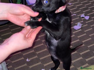 Mixed Breed dogs Staff terrier hybrid puppy for sale - Advert 1