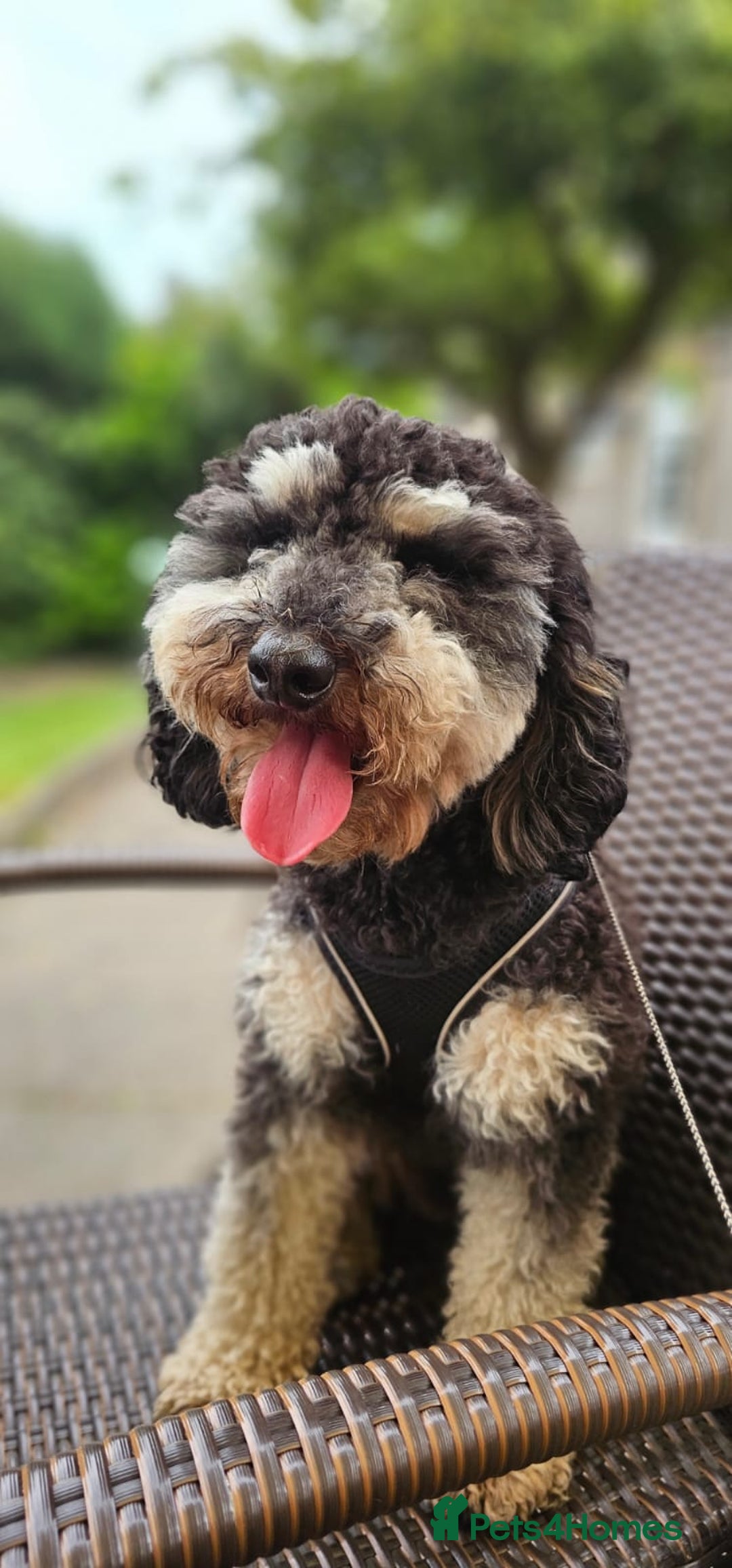 Maltipoo dogs for sale: ✨ Gorgeous 8 week old Maltipoo Puppies ✨ - Image 5