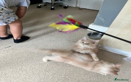 Maine Coon cats for sale: Last 2 boys left   - Image 10