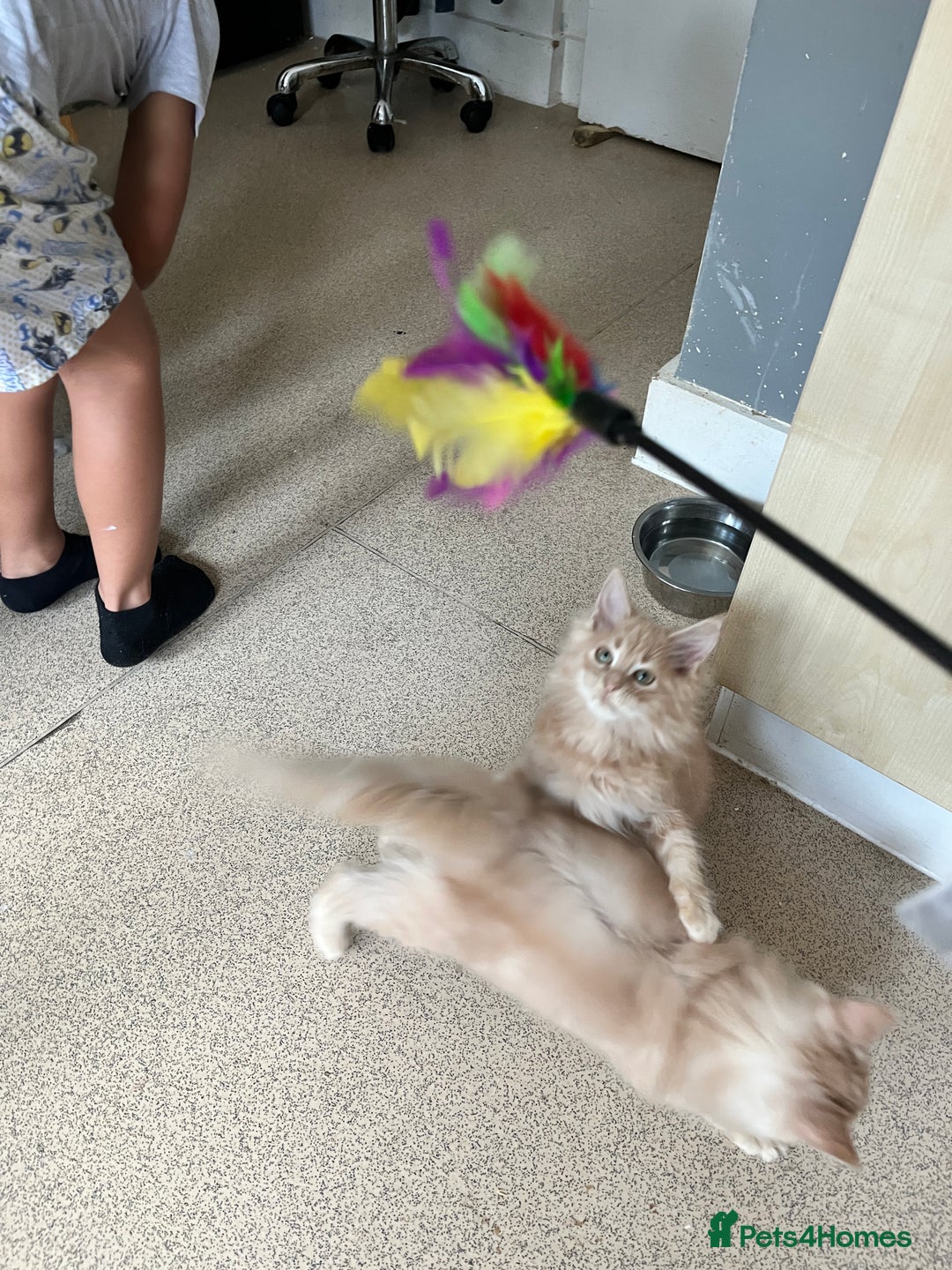 Maine Coon cats for sale: Last 2 boys left   - Image 10