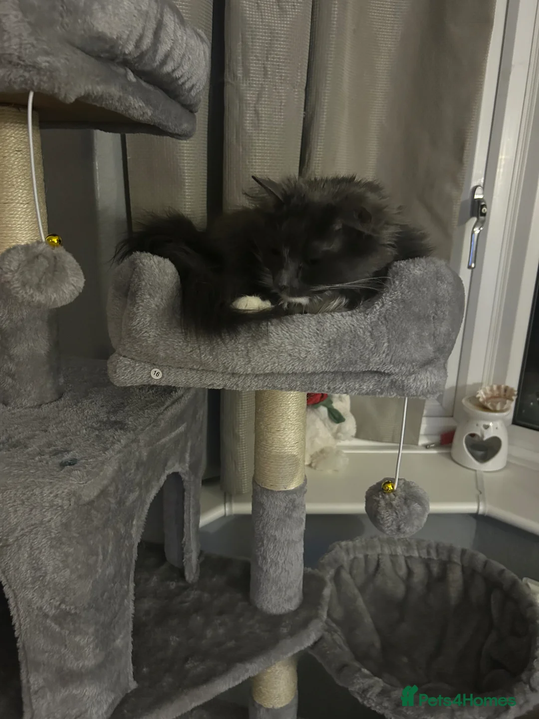 Mixed Breed cats for sale: 7 year old grey cat  in Uttoxeter - Advert 2