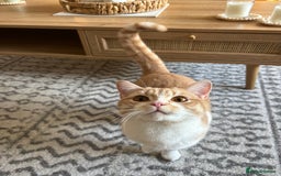 British Shorthair cats for sale: Beautiful Cream Bi Colour British Shorthair.  - Image 3