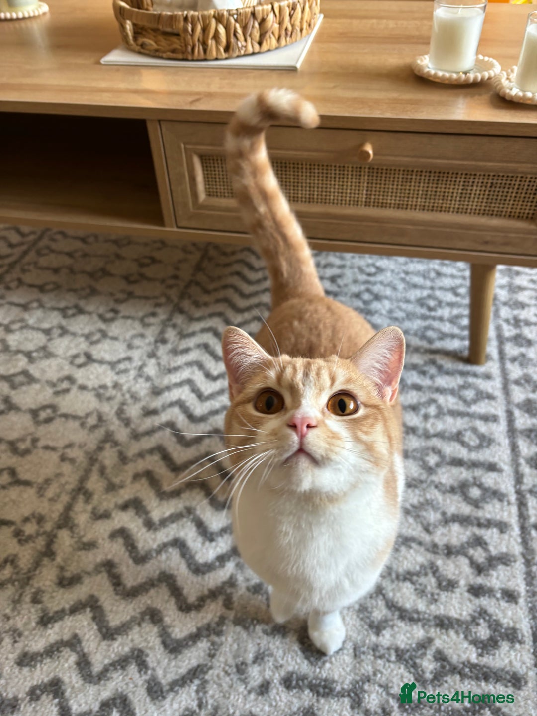 British Shorthair cats for sale: Beautiful Cream Bi Colour British Shorthair.  - Image 3