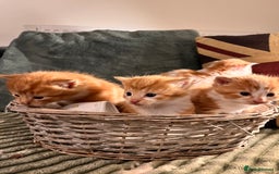 Mixed Breed cats for sale: Stunning friendly ginger kittens - Image 8