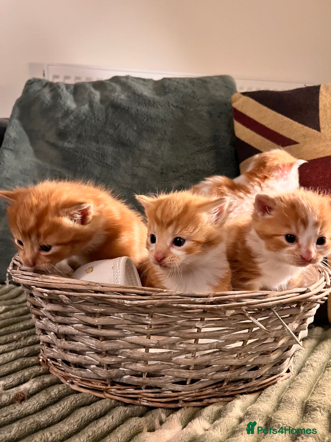 Mixed Breed cats for sale: Stunning friendly ginger kittens - Image 8