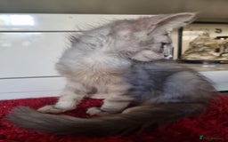 Maine Coon cats for sale: Gorgeous Shade Line Maine Coons - Image 7