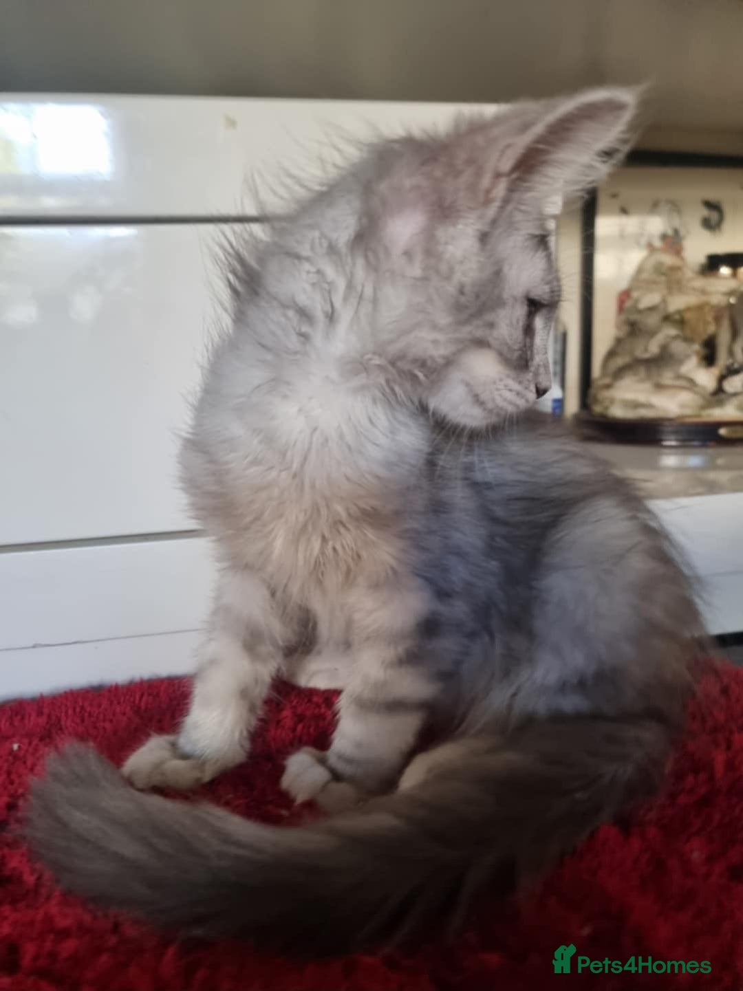 Maine Coon cats for sale: Gorgeous Shade Line Maine Coons - Image 7