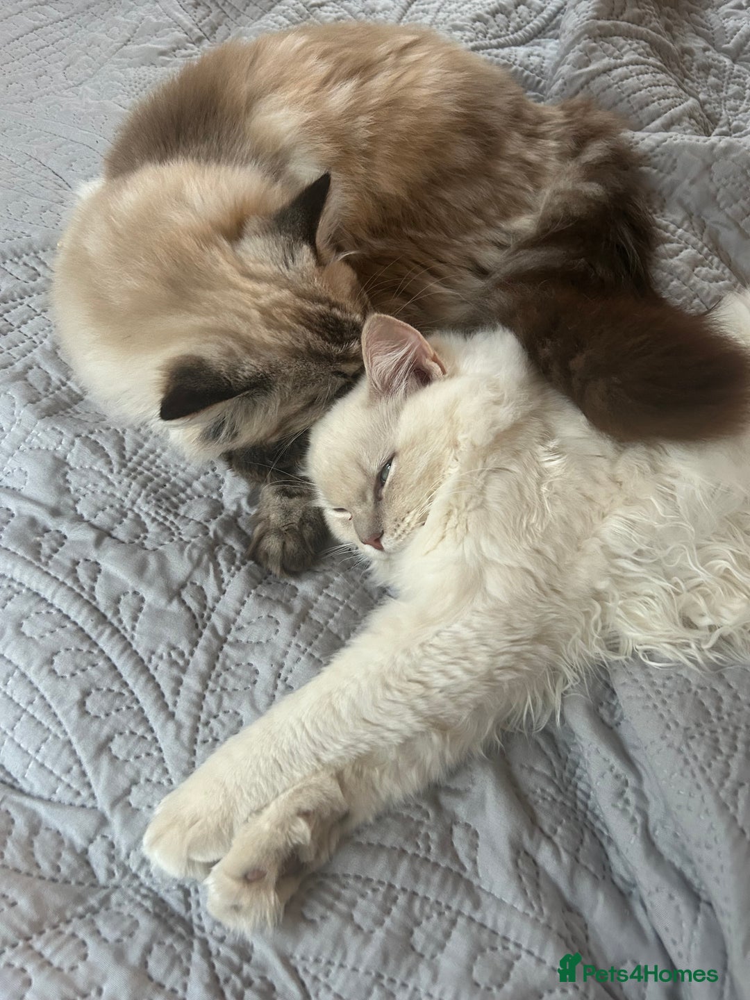 Ragdoll cats for sale: Cherubim Ragdoll Lilac Tabby male kitten - Advert 2