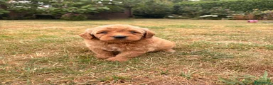 Mini Goldendoodle 2