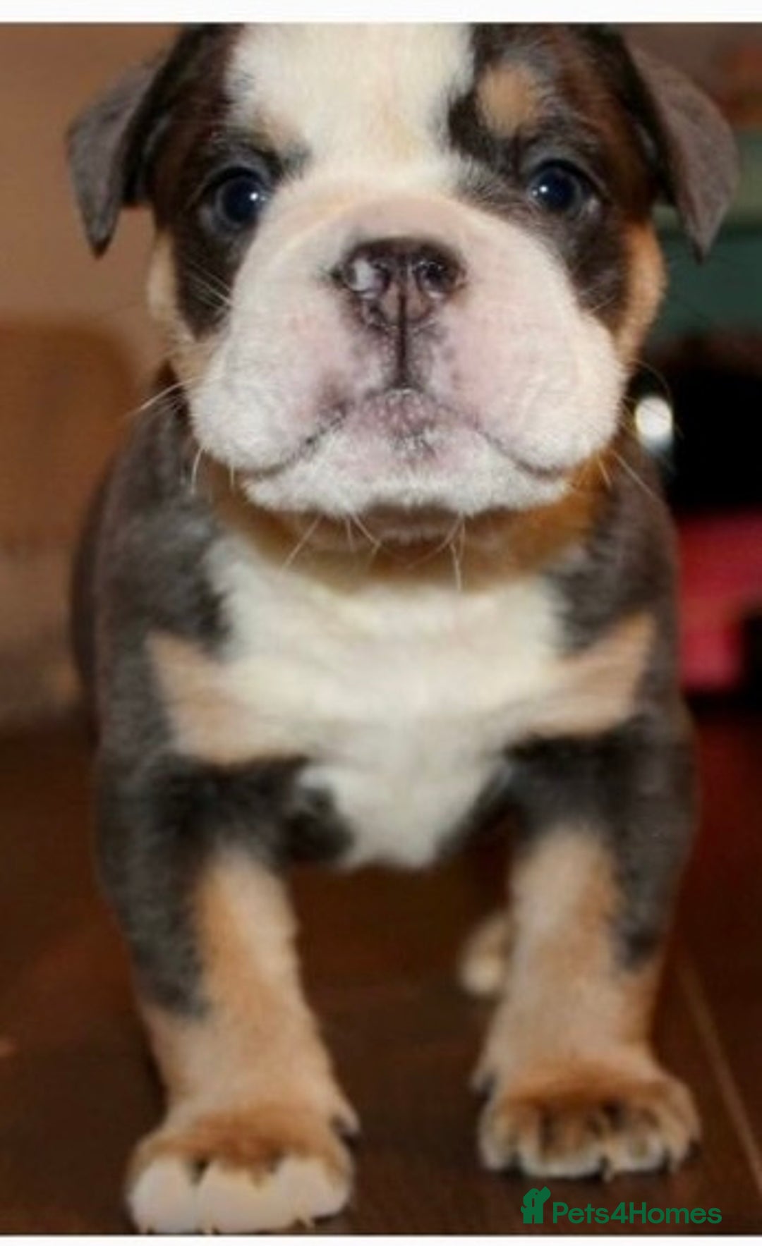 Olde English Bulldogge dogs for sale: Stunning Olde English Bulldog puppies - Advert 4