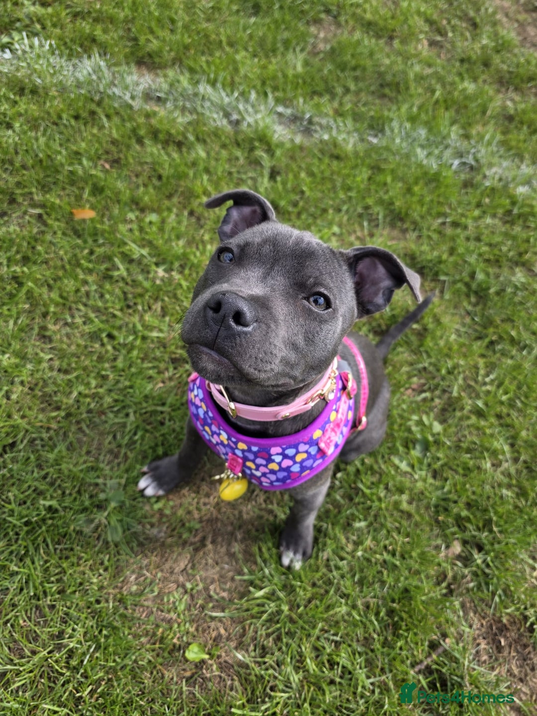 Staffordshire Bull Terrier dogs for sale: LUNA THE STAFFORDSHIRE BULL TERRIER  - Advert 6