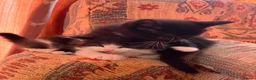 Mixed Breed cats for sale: 🐾 4 Male Kittens Looking for Loving Homes 🐾  - Advert 24