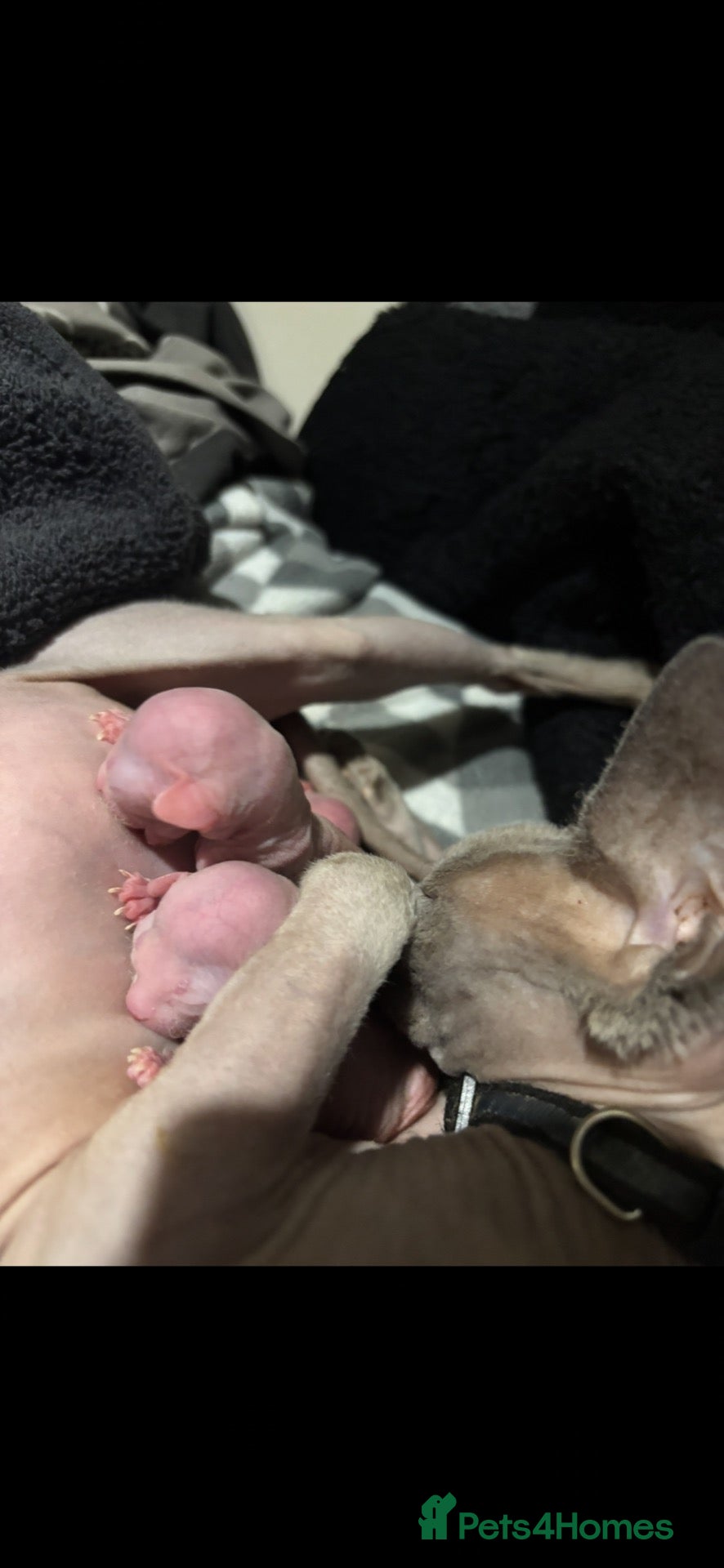Sphynx cats for sale: Sphynx kittens  - Advert 13