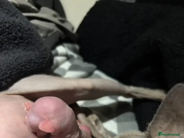 Sphynx cats for sale: Sphynx kittens - Advert 13