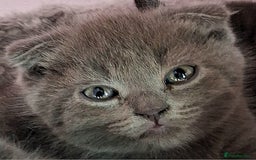 Scottish Fold cats for sale: ❤️Gorgeous Scottish Fold Straight ears kittens❤️ - Image 1