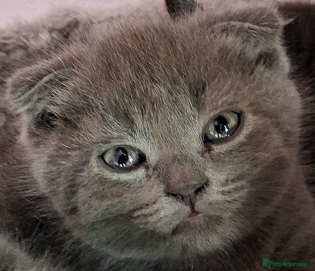Scottish Fold cats for sale: ❤️Gorgeous Scottish Fold Straight ears kittens❤️ - Image 1