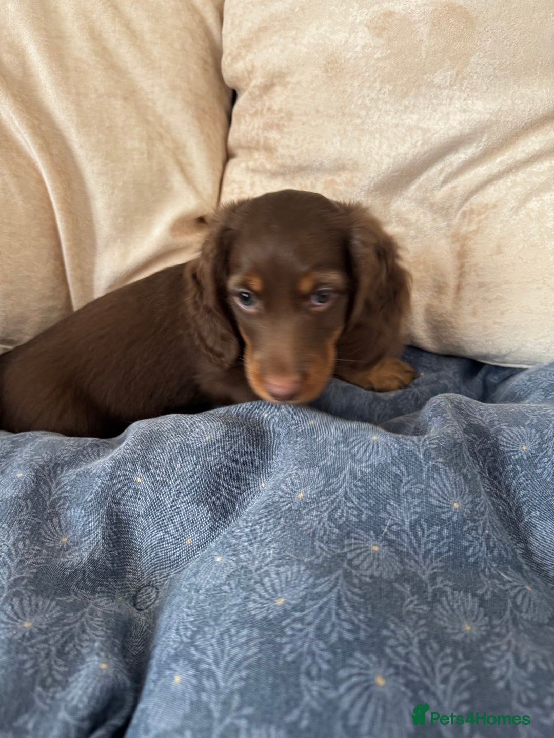 Dachshund dogs for sale: Mini Dachshund long haired  - Image 4