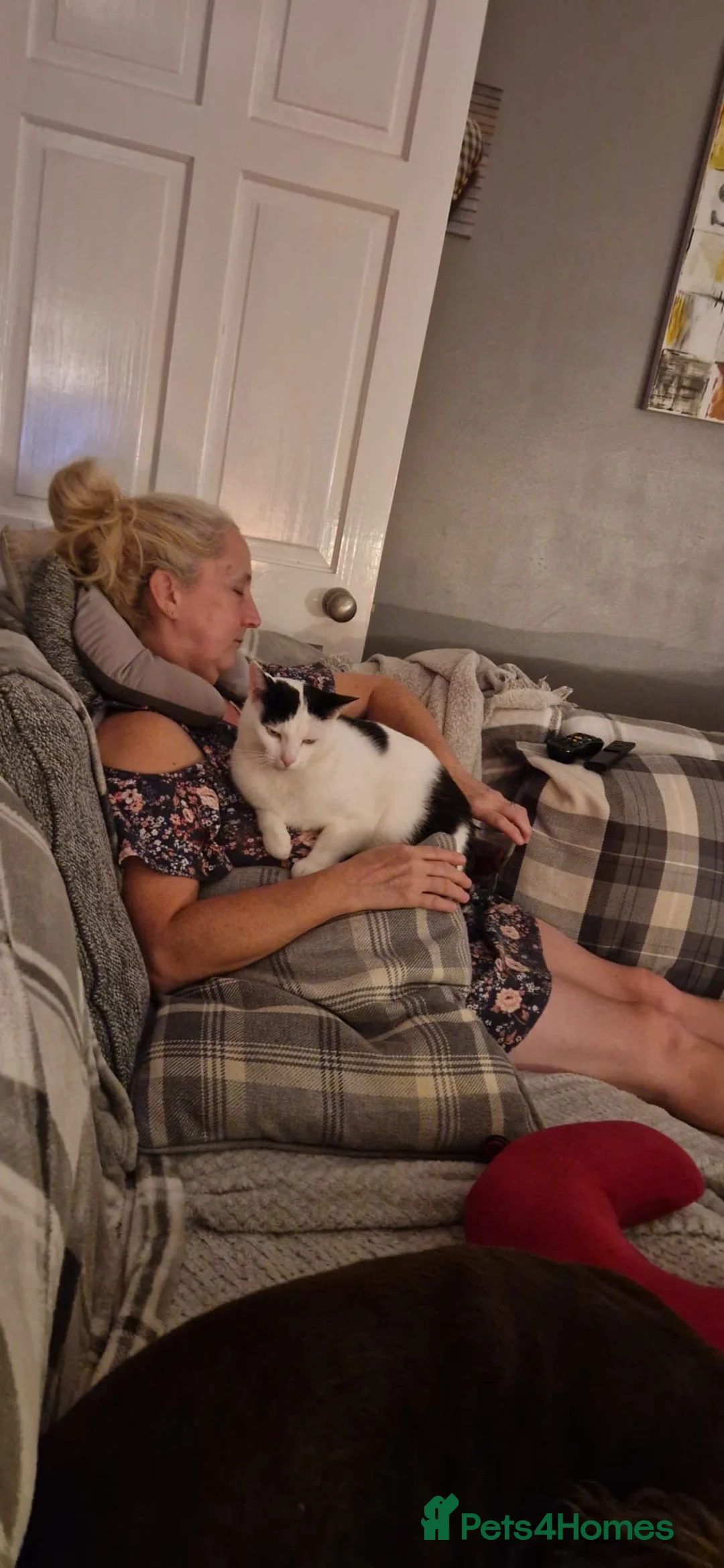 Mixed Breed cats for sale: Lovely male cat needs adoption  - Advert 11