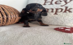 Miniature Dachshund dogs for sale: Miniature smooth dachshund puppies ready now - Image 13