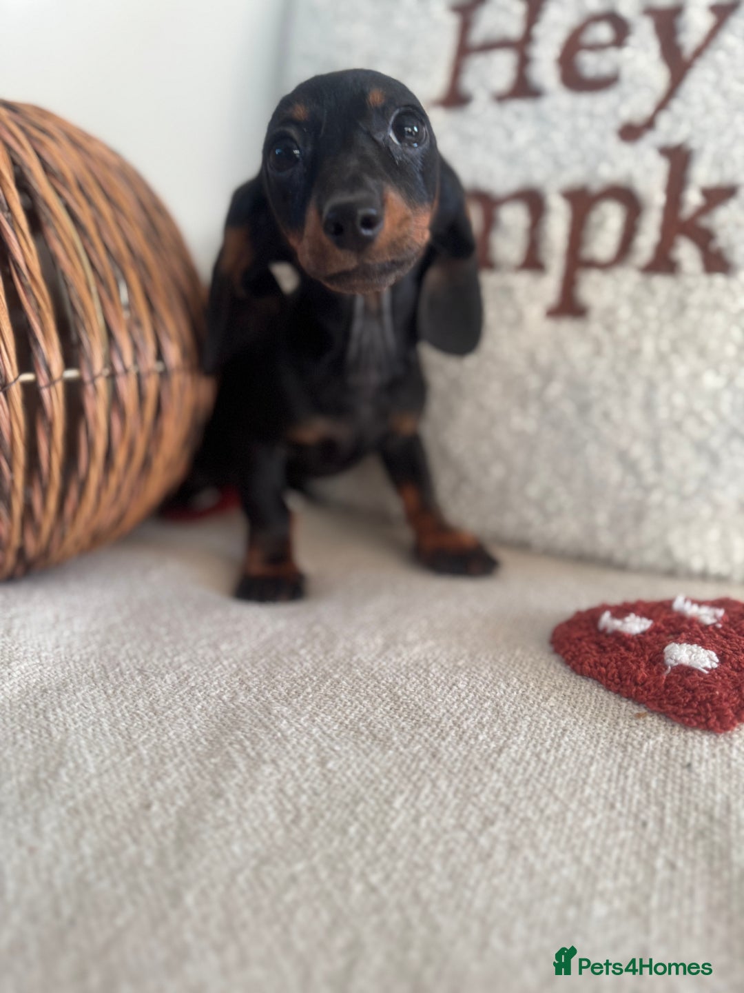 Miniature Dachshund dogs for sale: Miniature smooth dachshund puppies ready now - Image 13