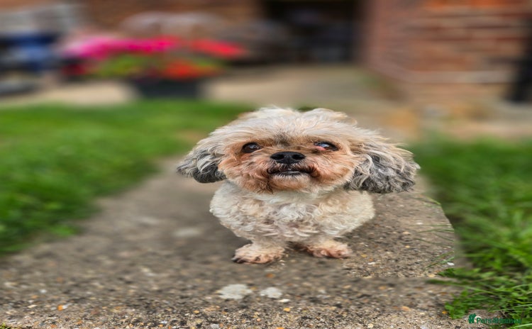 Shihpoo dogs - Advert 1