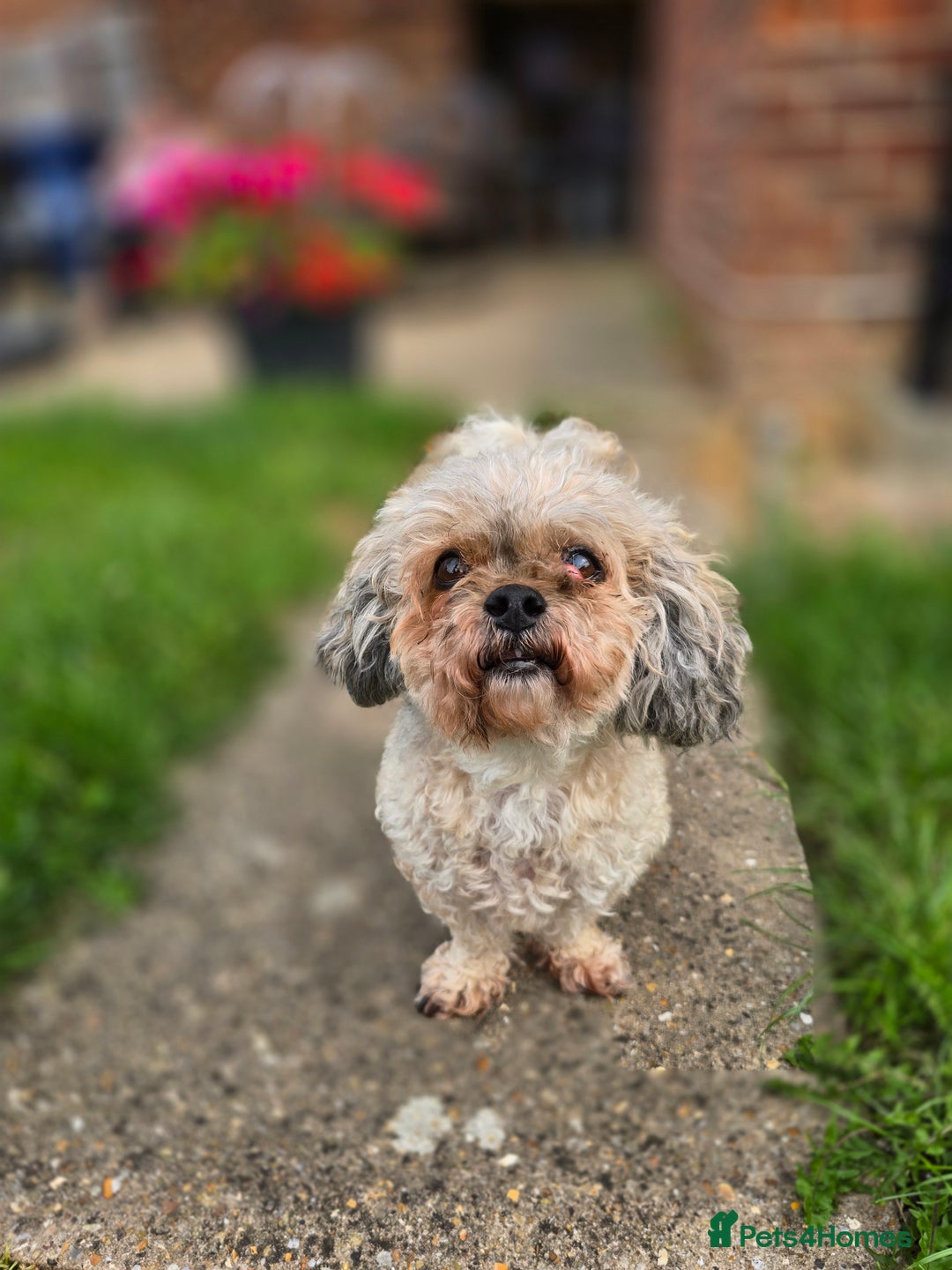 Shihpoo dogs for sale: Elderly Dog for Rehoming - Image 1