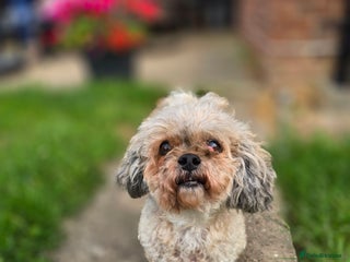 Shihpoo dogs - Advert 10