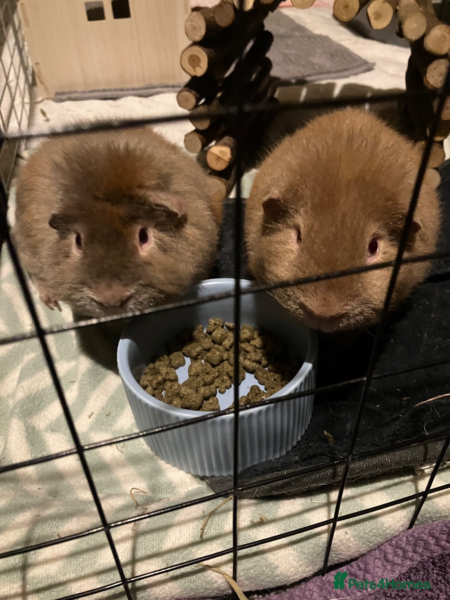 Guinea Pig rodents Two male guinea pigs  - Advert 2