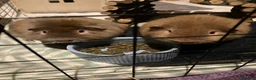 Guinea Pig rodents for sale: Two male guinea pigs  in Sandy - Advert 1