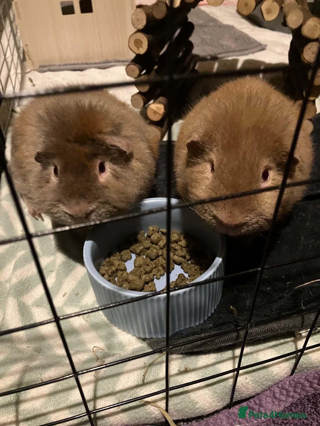 Guinea Pig rodents for sale: Two male guinea pigs  in Sandy - Advert 1