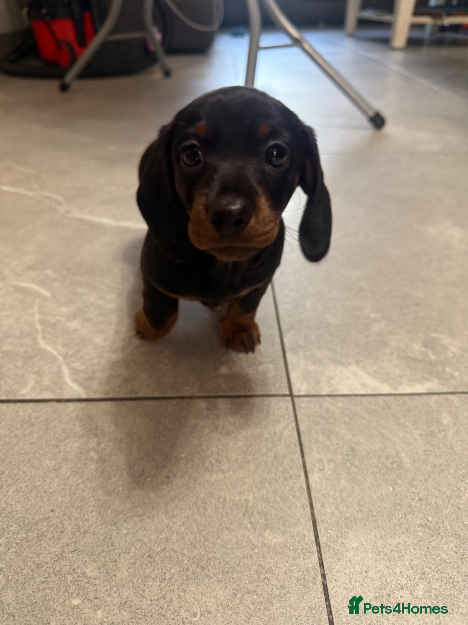 Miniature Dachshund dogs Gorgeous miniature Daschund.   - Advert 1